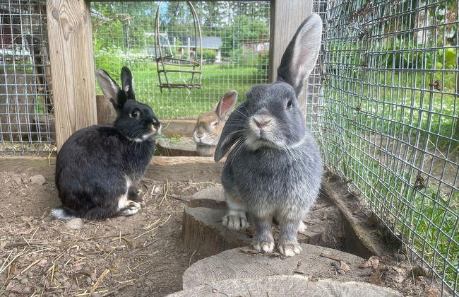 Metsäpirtti - Foto 39