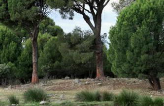 Casa Ypsilon Olive Oil - Photo 26