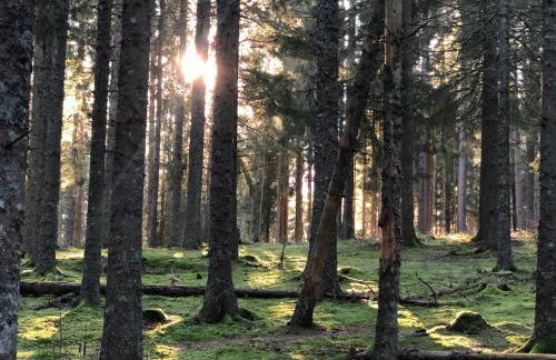 Schwarzwald-Villa mit Indoor-Pool - Foto 48