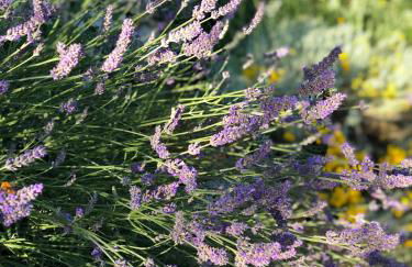 Metato con piscina e giardino - Foto 37