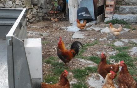 Cal Rosetó - Foto 15