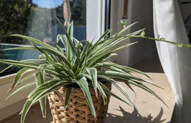 Ferienwohnung Magda, Scheidt - Foto 26