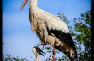 Gite Edelweiss à Eguisheim - Foto 64