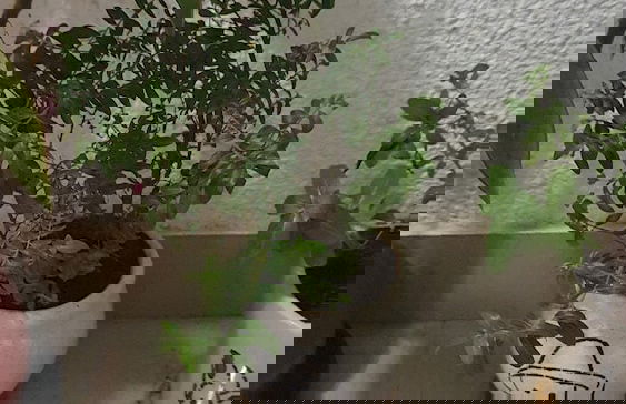 Stunning Cosy Apartment for 2 in Arpora,goa - Photo 15