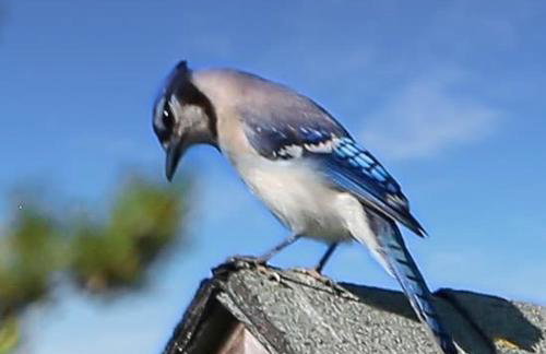 Elegant Nantucket Retreat on Village Way 3BR - Foto 42