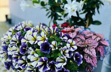 Ferienwohnungen in Erfurt - Foto 8