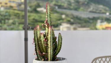 La San Juanita - Foto 5