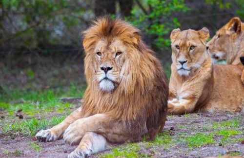 Luxuszelt im Serengeti Park - Photo 20