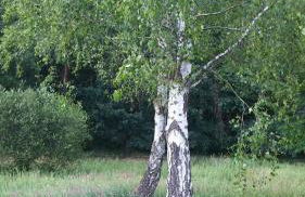 Ferienhof Olbasee - Foto 46