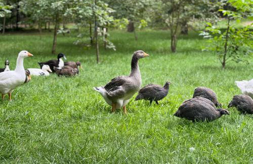 Ackermannia - Foto 17