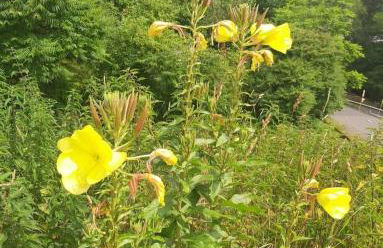 LA CASA DI SURI - Photo 48