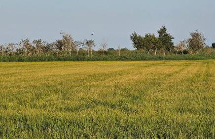 Masos Bruguera - Finca Llambrich - Foto 32