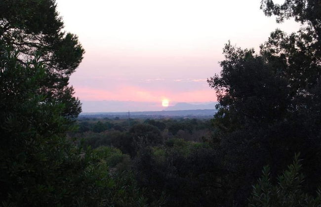 Finca Son Vivot - Photo 60