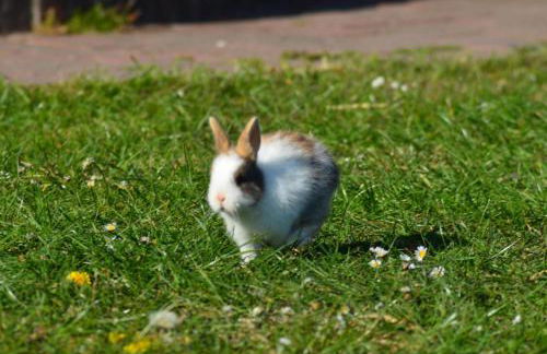 Ferienwohnung Süderfeld - Foto 12