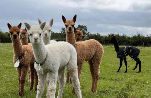 The Alpaca Farmhouse with hot tub and alpaca experience included - Foto 13