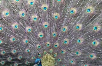 CRASTO PAYVA DOURO NATURE - Foto 54