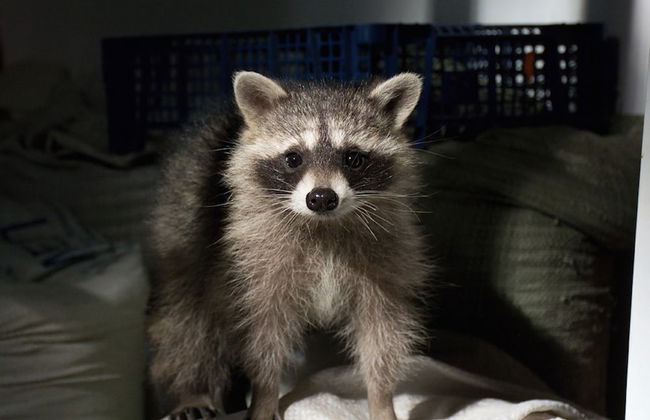 Shishki na Lampushke - Finnish Kalevala - Foto 13