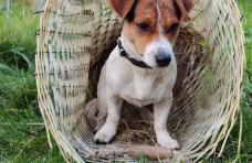 Ferienwohnungen Hering - Foto 34