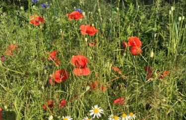 Dwór Barocco - Foto 52