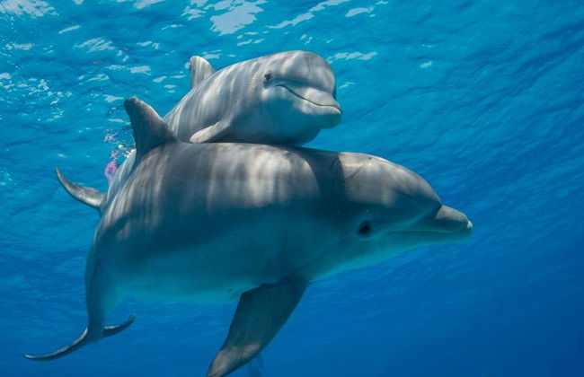 Observação de Golfinhos ao Pôr do Sol - Tour em Grupo Pequeno - Foto 2