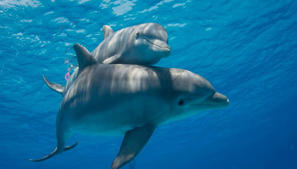 Osservazione dei delfini al tramonto - Tour per piccoli gruppi - Foto 2