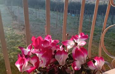 Poggio agli Ulivi vicolo di Colle Reti 22 Frascati - Foto 26