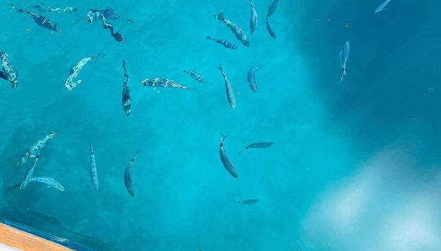 Um cardume no cabo Caccia