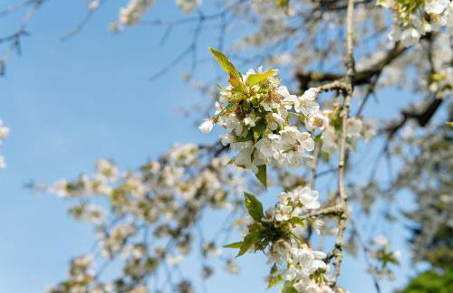Traumhaftes Wohnen beim Badesee - Photo 36