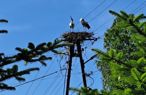 Wielgosówka - Foto 31