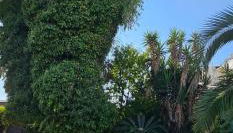 L'Eucalipto - Foto 3