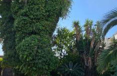 L'Eucalipto - Foto 3