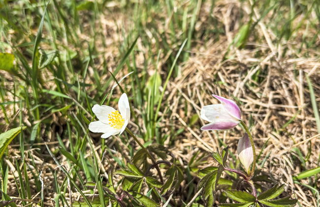 Ski-In Ski-Out Mountain Duplex Portášky2 - Foto 69