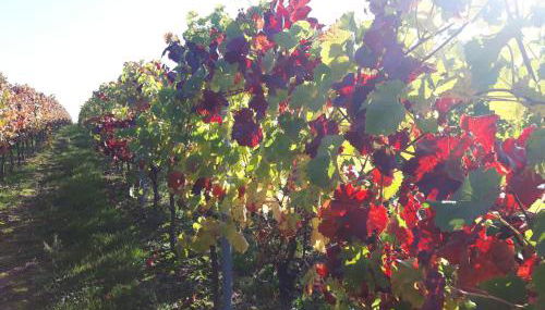 Apartment im Weingut - Foto 2