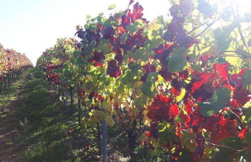 Apartment im Weingut - Foto 2