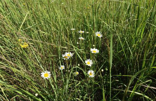 Gorski brlog - Kuće za odmor - Foto 79