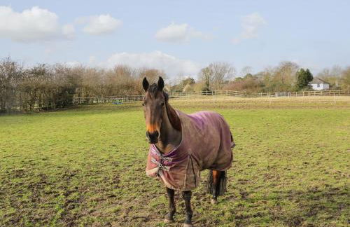 Filbert Pod - Foto 20