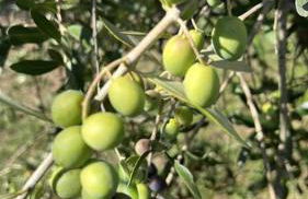 Peaceful Luxury Farmhouse - Stunning Alps Views - Foto 42