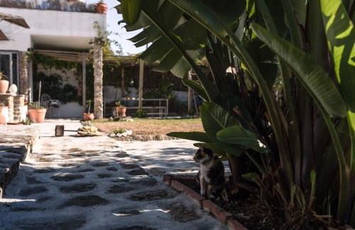 João Jungle - Foto 60