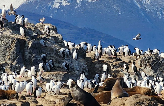 Pingüinera de isla Martillo + Paseo en barco por el canal Beagle - Foto 8