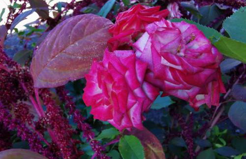 Holiday Home für 4 Personen ca- 65 m² in Brod Moravice- Gespanschaft Primorje-Gorski - G by Interhome - Foto 10