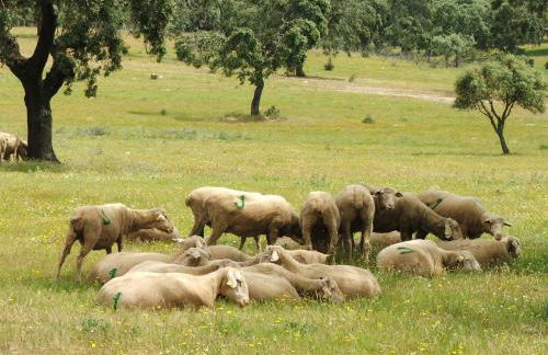 Casa Rural Dehesa de Solana - Foto 40