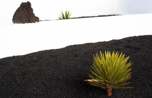 Delmar Natur - Morena - Foto 15