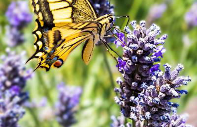 Agriturismo Le Vigne - Foto 33