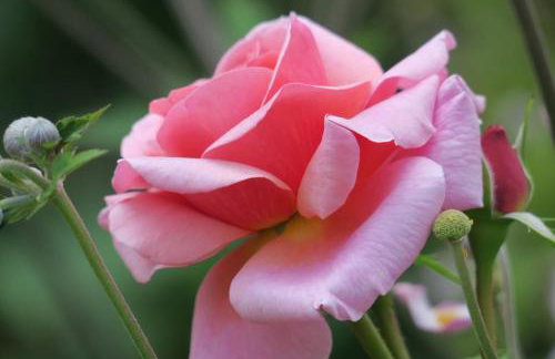 Walled Garden Cottage by Vineyard - Foto 15