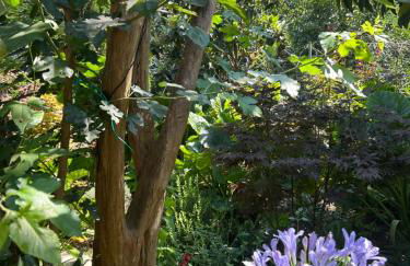 Kipos Mon Repos - Foto 44