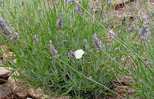 Casa Rural Alegría - Foto 10