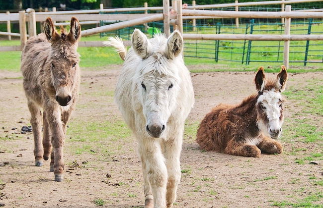 Northlands Farm & Lakes - Foto 35