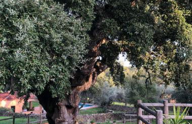 Apartamentos Rurales La Macera **** - Foto 9