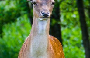 Miła Dolina - Foto 50