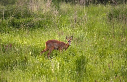 Ferienhaus am Garder See Inselblick - Foto 44